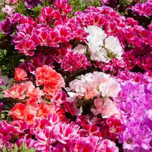 Godétia Fleurs d'Azalée Varié